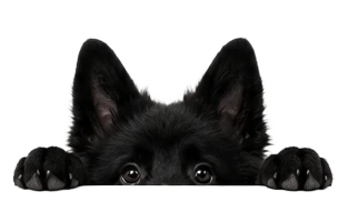 grafika